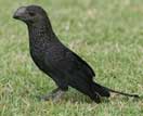 smooth-billed-ani